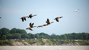 Canadian geese flying